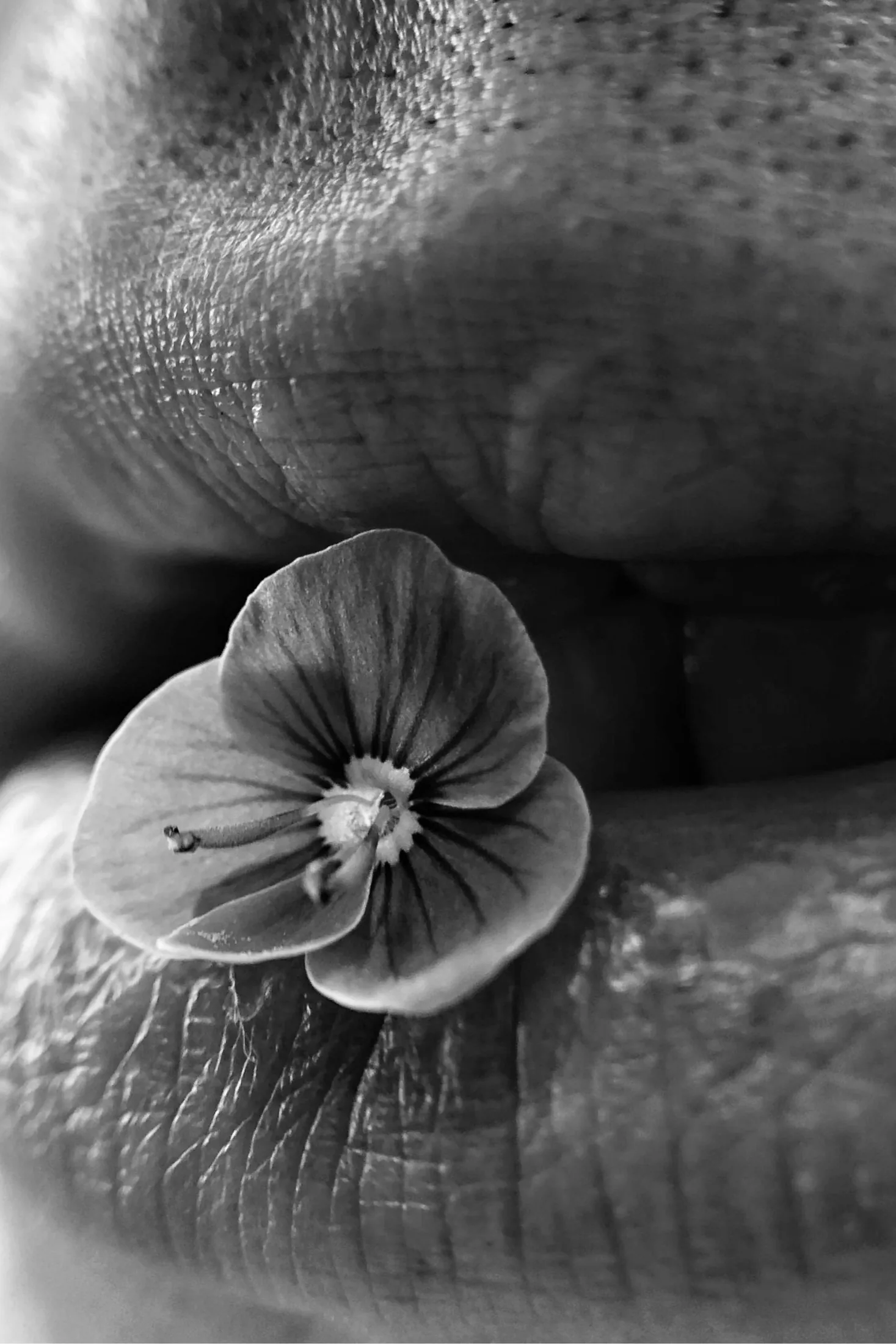 A flower resting on skin, a visual metaphor for pleasure and body awareness.